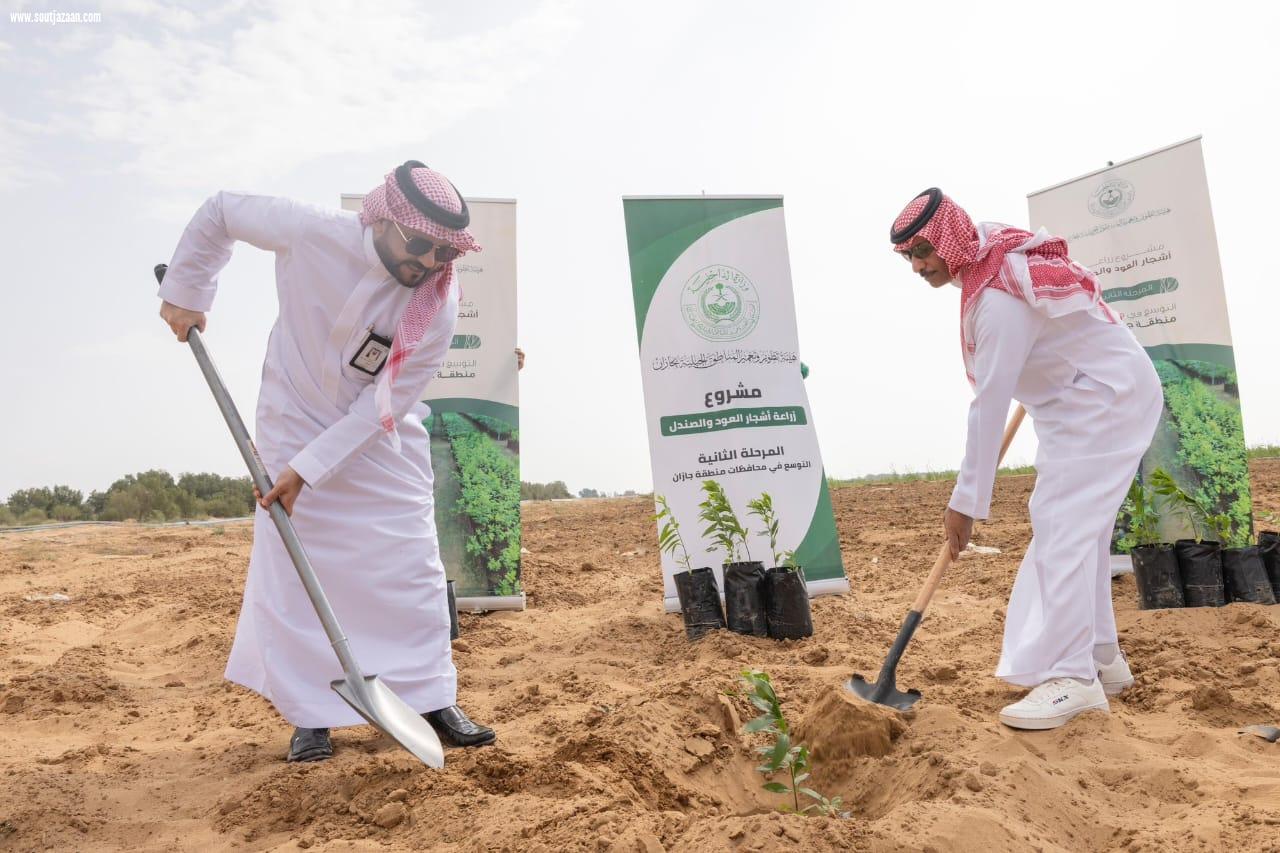 محافظ الطوال يستكمل المرحلة الثانية لزراعة أشجار العود والصندل بالمحافظة