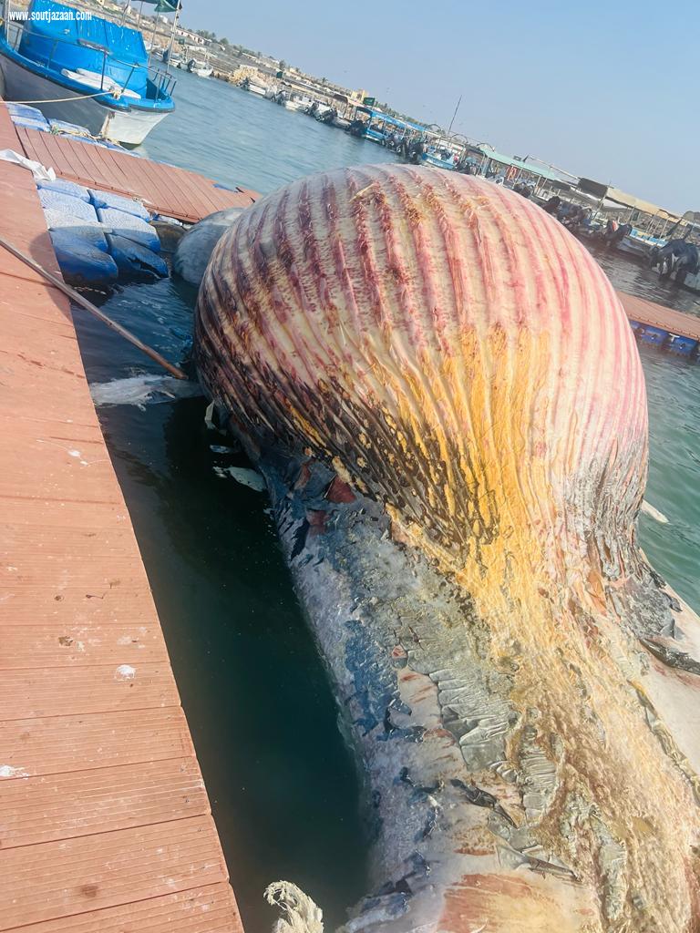 نفوق حوت ضخم بشواطئ محافظة جزر فرسان التابعة لمنطقة جازان
