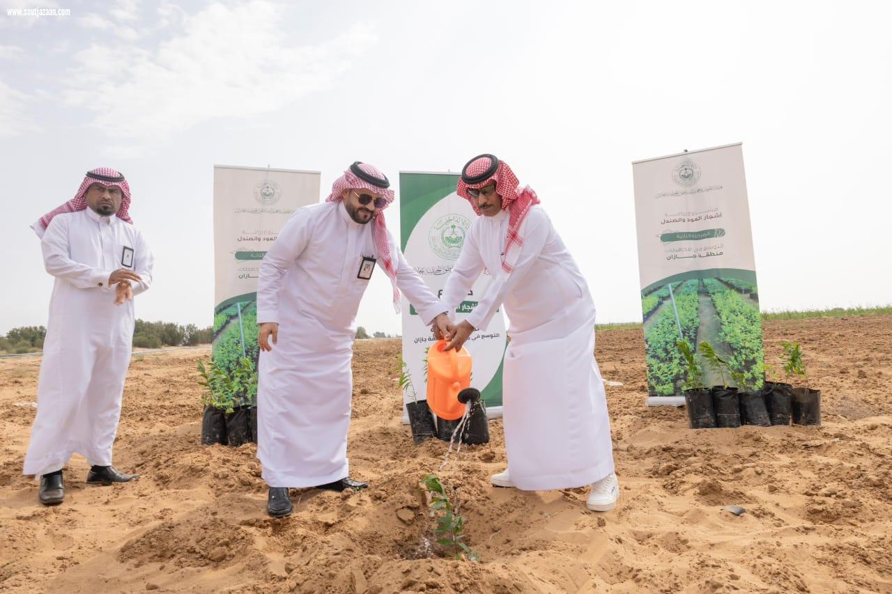 محافظ الطوال يستكمل المرحلة الثانية لزراعة أشجار العود والصندل بالمحافظة