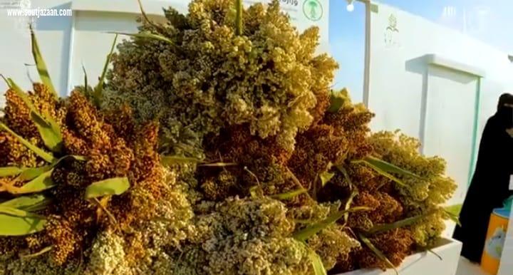 الخميس المقبل .. انطلاق مهرجان عذق الرابع بضمد 