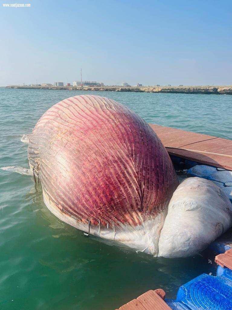 نفوق حوت ضخم بشواطئ محافظة جزر فرسان التابعة لمنطقة جازان