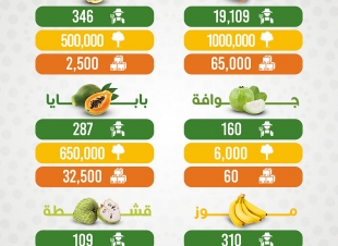 جازان تُنتج أكثر من 118 ألف طن من الفواكه الاستوائية وتستعد لمهرجانها السنوي٠