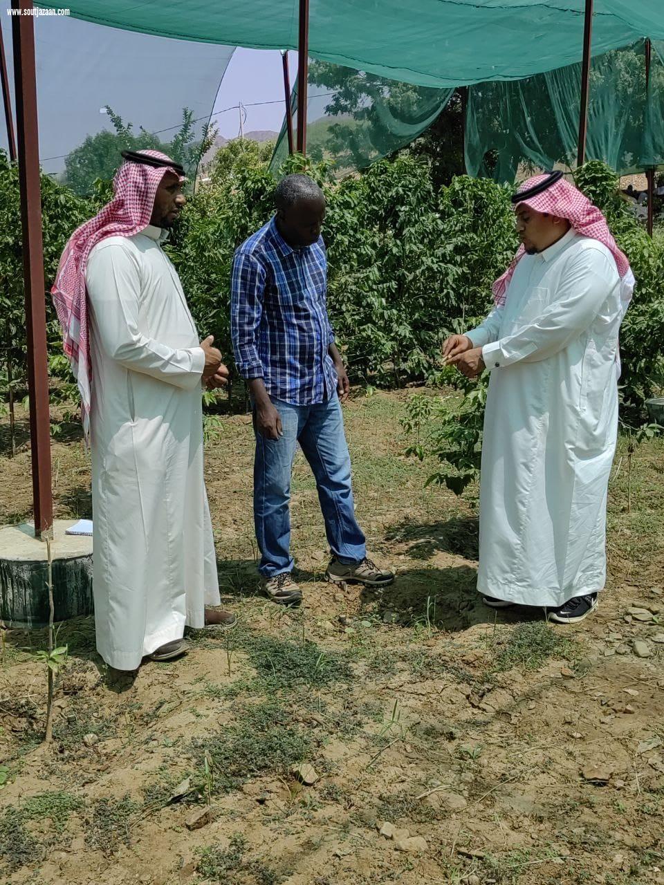 فرع البيئة بجازان ينفذ برنامج إرشادي في مزارع البُن بمحافظة الريث 